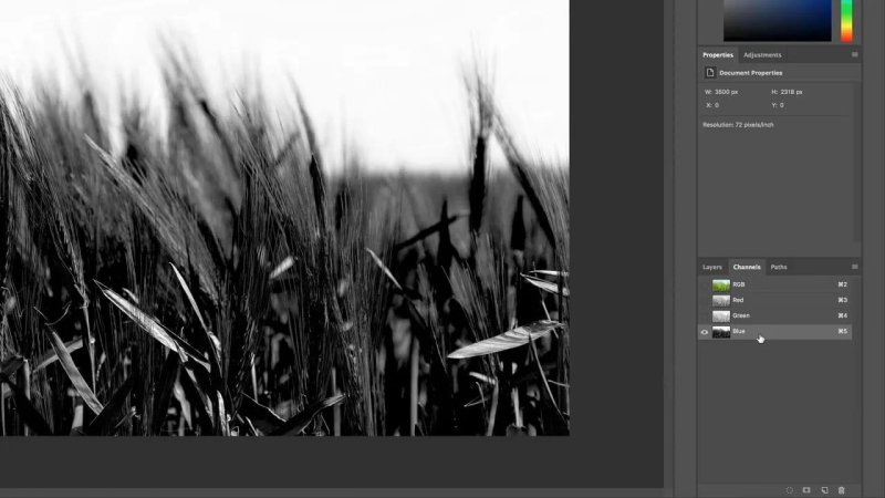 Adobe Photoshop interface showing a black-and-white view of tall wheat stalks, with the Blue channel highlighted in the Channels panel on the right.