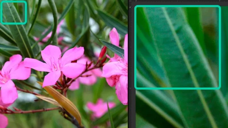 Pixel detail from a 300dpi photograph of a flower in Adobe Photoshop.