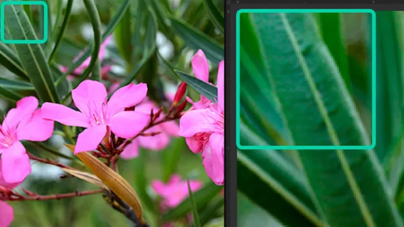 Pixel detail from a 72dpi photograph of a flower in Adobe Photoshop.