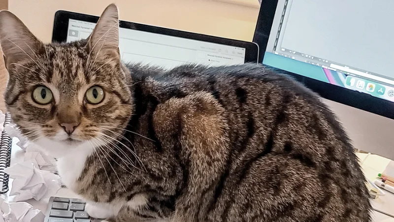 A cat named Jem